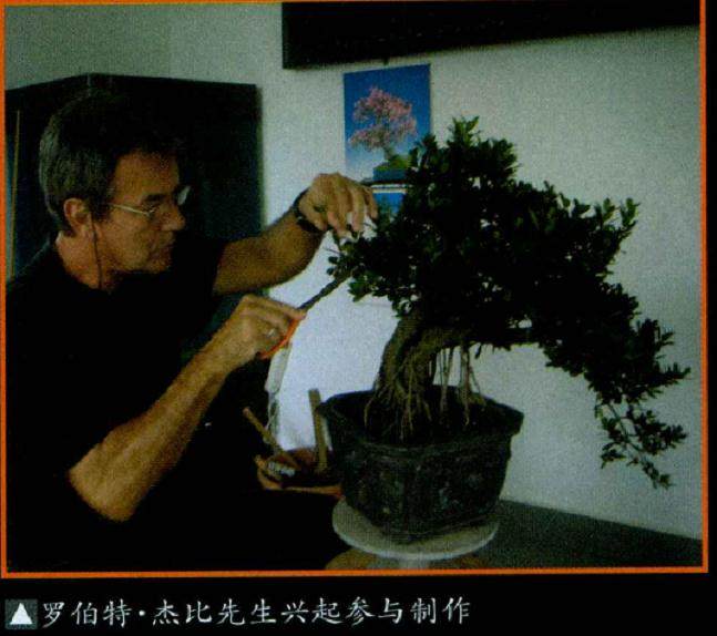 中巴携手联合制作小叶蚊母盆景