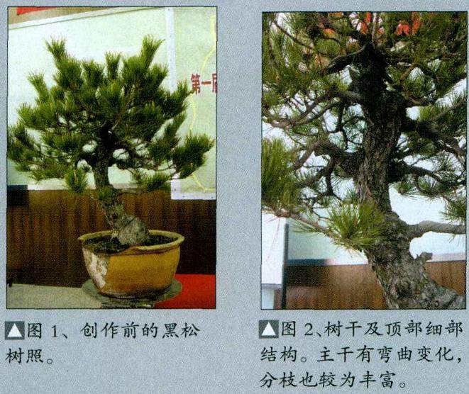 日本木村正彦先生都进行盆景制作表演