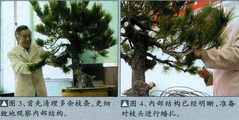 日本木村正彦先生都进行盆景制作表演