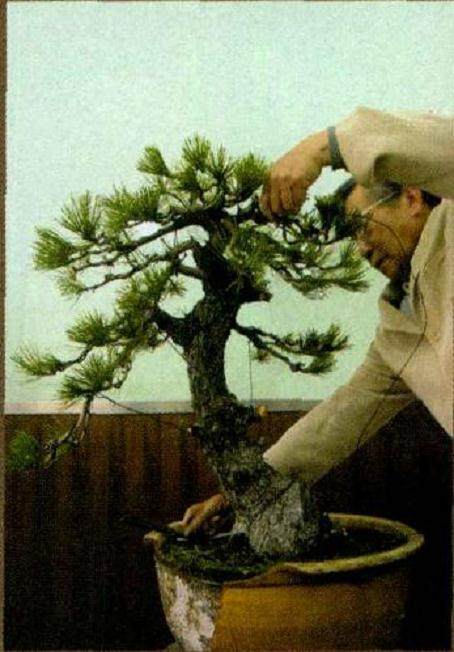 日本木村正彦先生都进行盆景制作表演 第一章