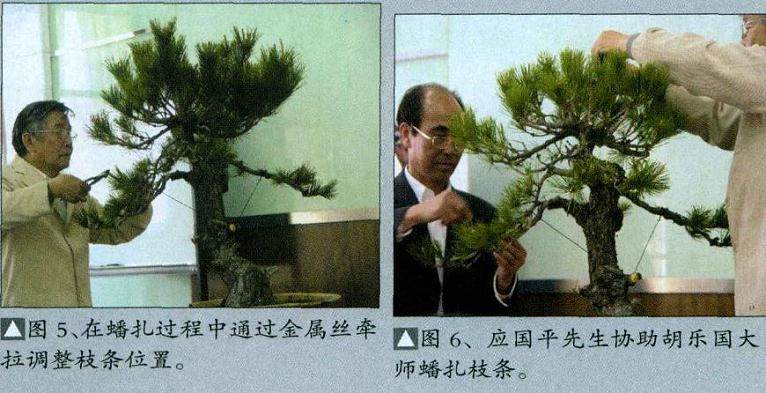 日本木村正彦先生都进行盆景制作表演