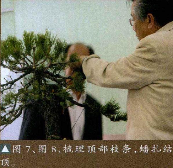 日本木村正彦先生都进行盆景制作表演