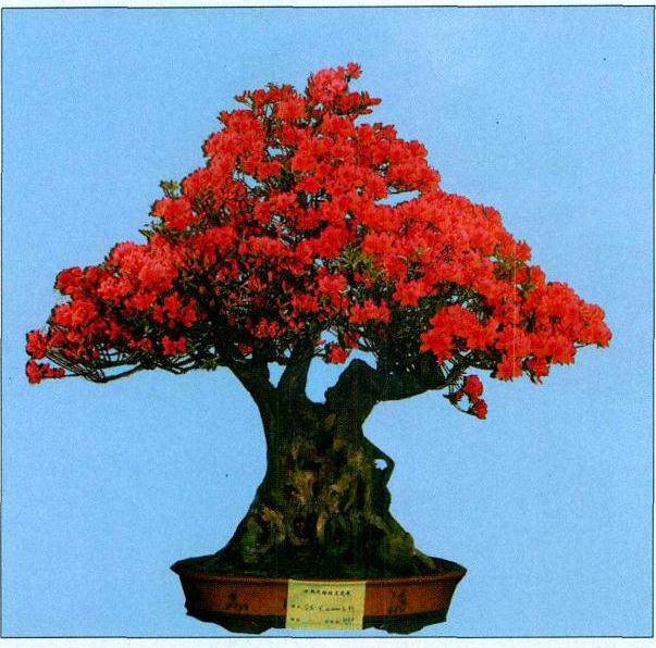 迎奥运杜鹃盆景展于四月上旬在县城举办