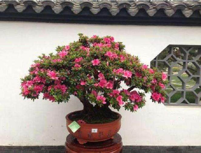 那盆杜鹃题名为<欲笺心事> 盆景的题名含蓄