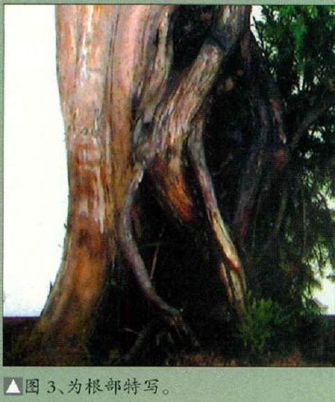 图解 柏树盆景怎么制作构思的方法