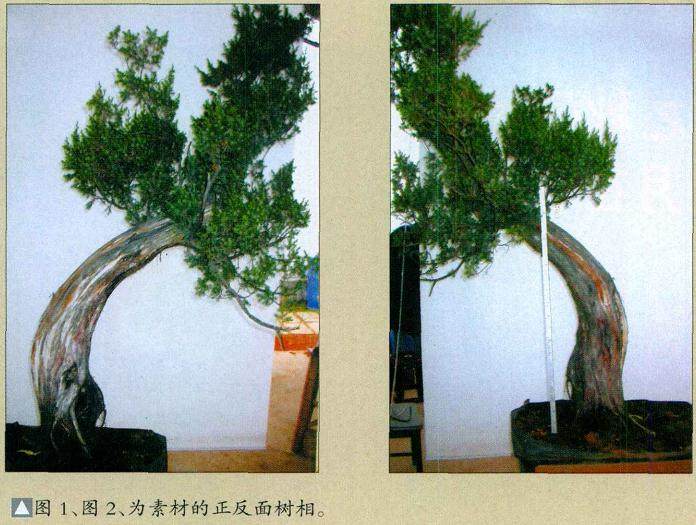 图解 柏树盆景怎么制作构思的方法