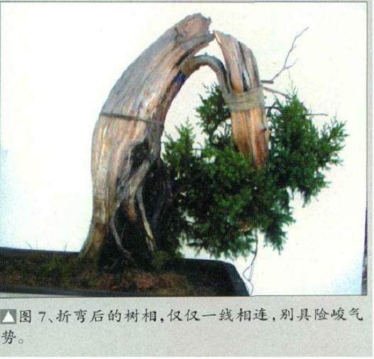 图解 柏树盆景怎么制作构思的方法