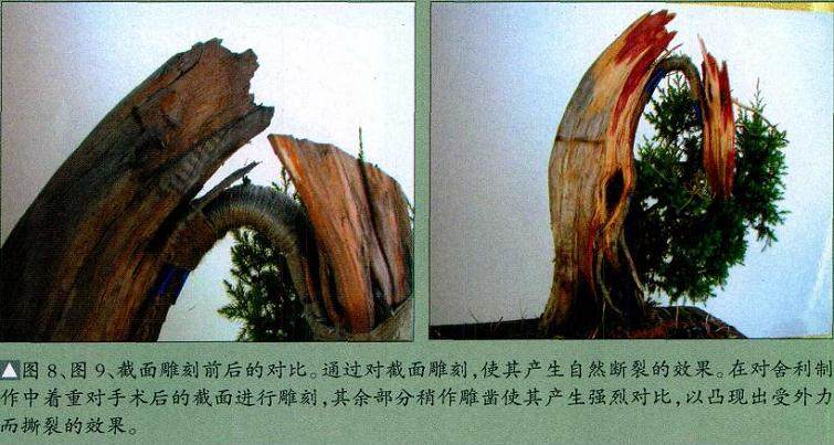 图解 柏树盆景怎么制作构思的方法