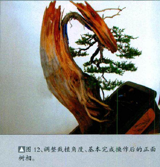 图解 柏树盆景怎么制作构思的方法