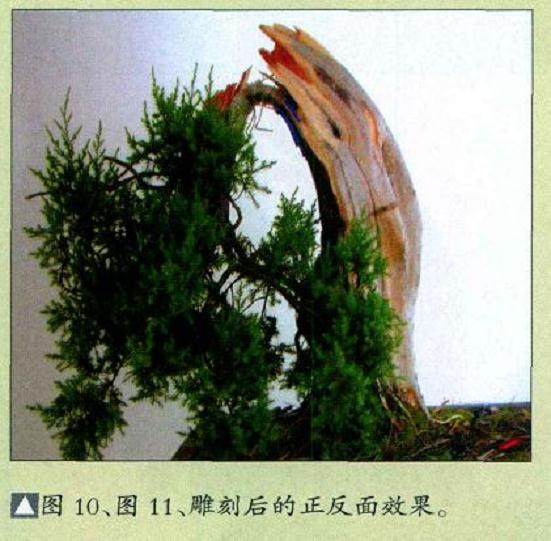 图解 柏树盆景怎么制作构思的方法