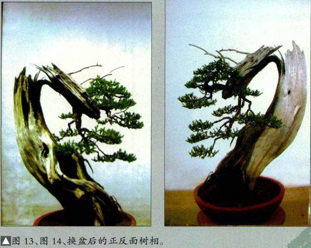 图解 柏树盆景怎么制作构思的方法