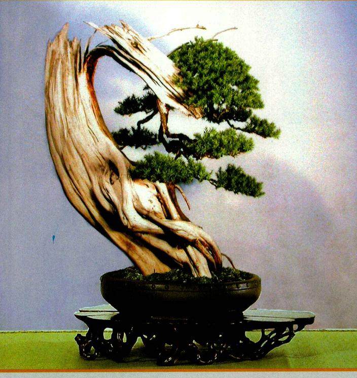 图解 柏树盆景怎么制作构思的方法