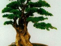 阳春三月 步入胡承德先生的盆景园