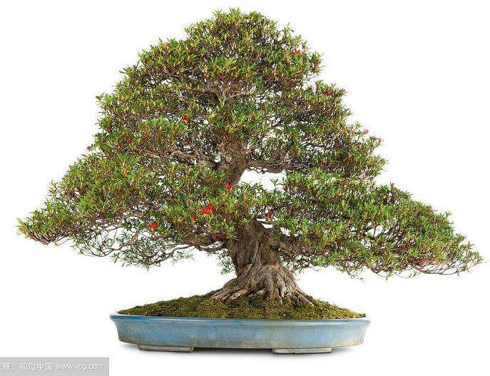 有了好的素材 不一定就能够制作成好的盆景