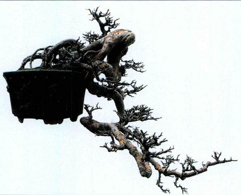 图解 我对怎么制作悬崖式盆景的理解