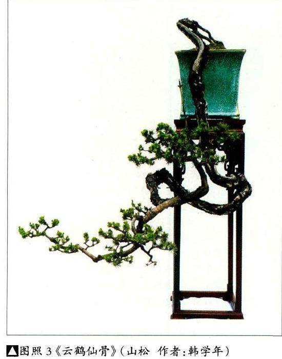 图解 我对怎么制作悬崖式盆景的理解