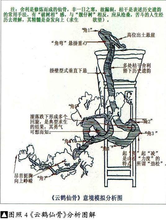 图解 我对怎么制作悬崖式盆景的理解