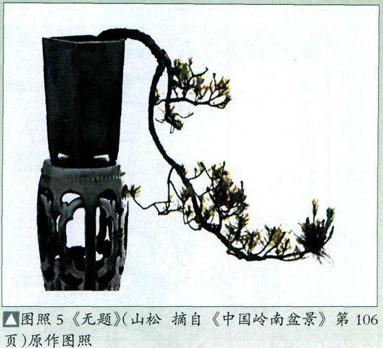 图解 我对怎么制作悬崖式盆景的理解