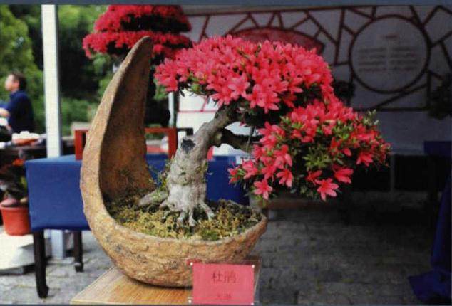 古塔花韵杜鹃盆景展在上海方塔公园成功举办
