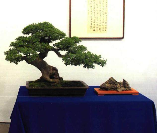 上海承办&ldquo;汉风海韵＂得丘盆景赏石邀请展