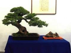 上海承办汉风海韵得丘盆景赏石邀请展