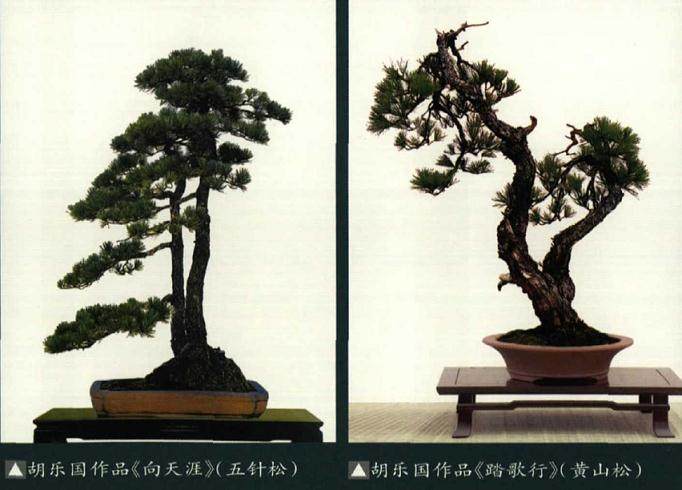  《胡乐国盆景作品》书日前由浙江大学出版社出版发行