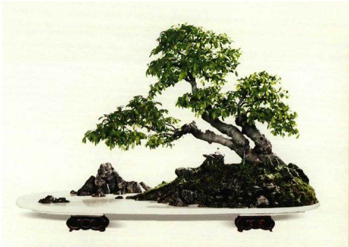 树石盆景组合的类型及方法