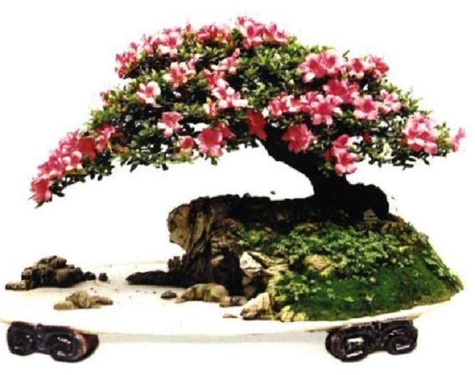 树石盆景组合的类型及方法