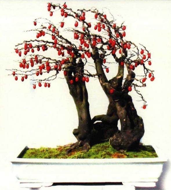 平铺举办首届盆景节暨老鸦柿交流研讨会