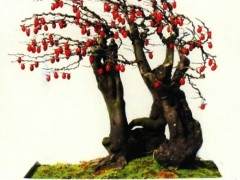 平铺举办首届盆景节暨老鸦柿交流研讨会