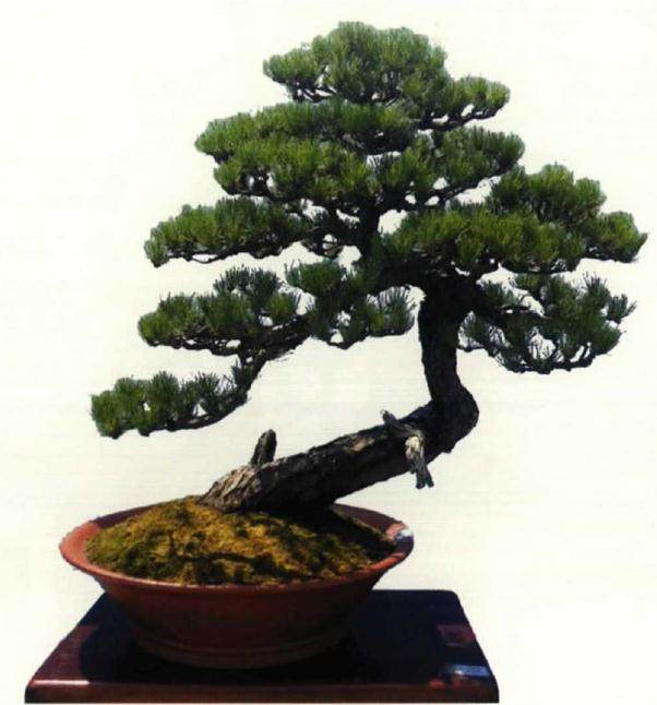 崇阳新月居是孙胜望先生的私家盆景庭院