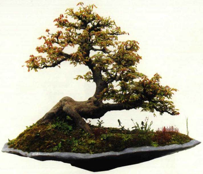 我们只做盆景交易的平台