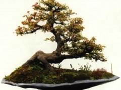 我们只做盆景交易的平台