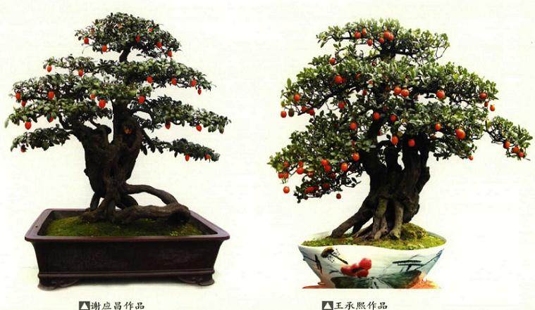 采挖下山桩的老金弹子桩先放在清水泡两个小时