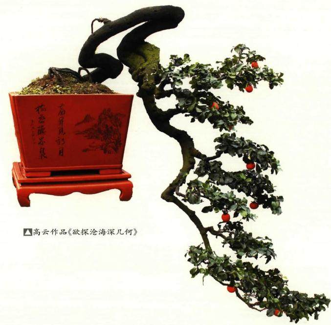 金弹子盆景制作过程中的嫁接技巧