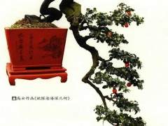 金弹子盆景制作过程中嫁接发芽的方法