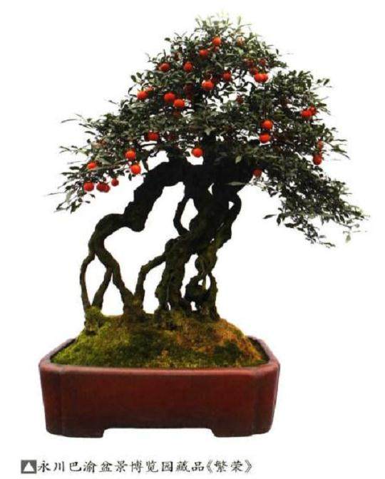 金弹子盆景发芽修剪 有3个方法 图片