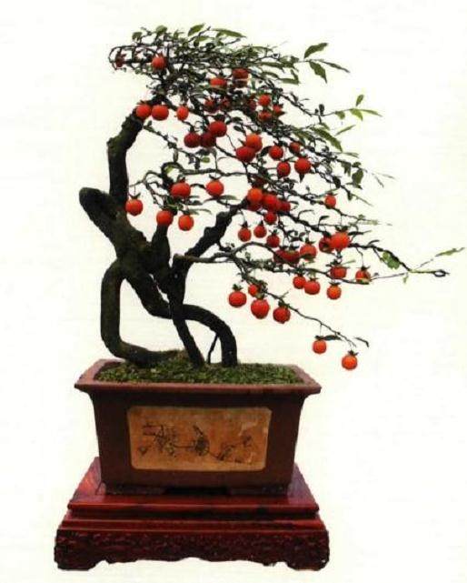 每一件盆景作品都凝聚着创作者的情怀与情感