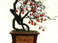 每一件盆景作品都凝聚着创作者的情怀与情感