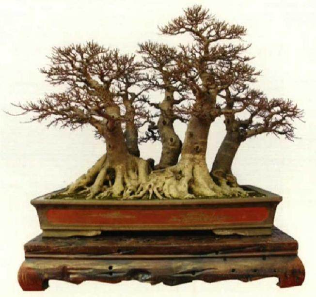  广西盆景艺术家协会2018会员代表大会隆重召开