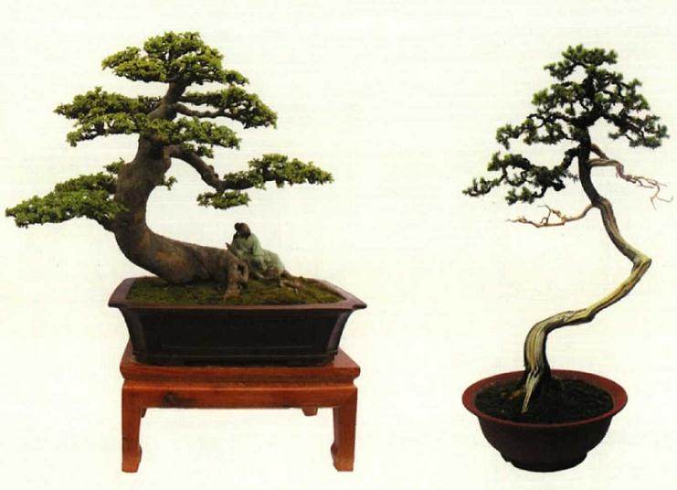 蕲春县盆景艺术协会会长冯胜辉在开幕式上讲话