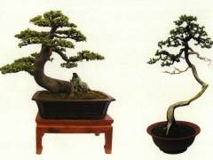 蕲春县盆景艺术协会会长冯胜辉在开幕式上讲话