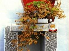 现今中国盆景的收藏绝大部分都是以家族的形态存在的