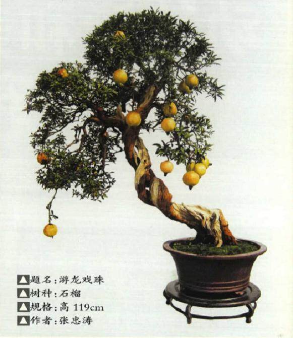 石榴盆景的坐果法