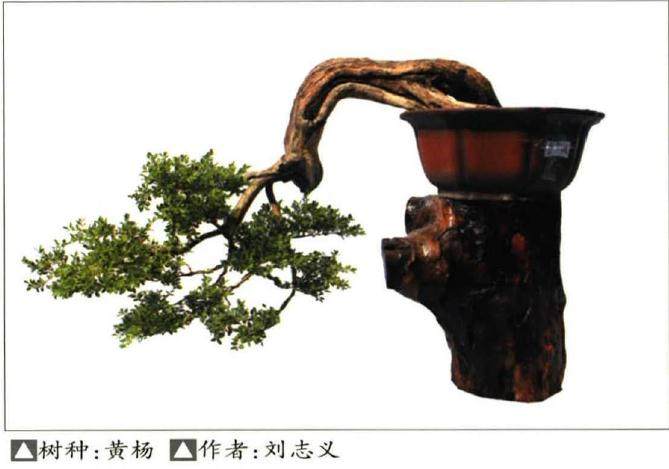 文县第三届盆景展在甘肃韩家坝文津广场成功举办