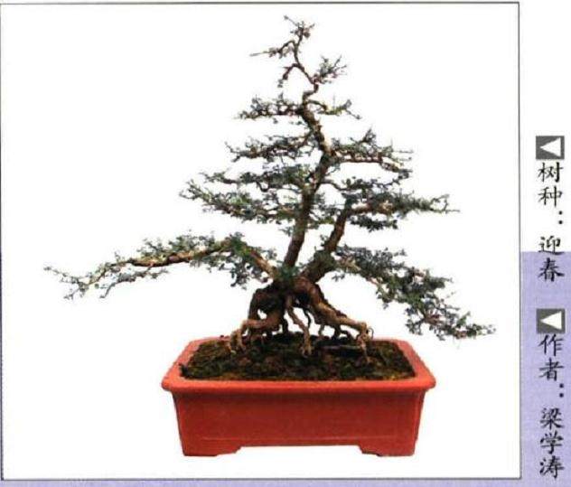 文县第三届盆景展在甘肃韩家坝文津广场成功举办