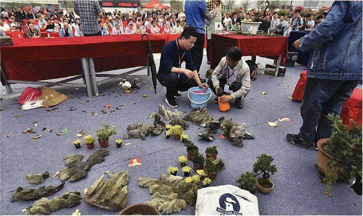 图解 山水盆景《苍岩远眺》怎么制作的13个步骤