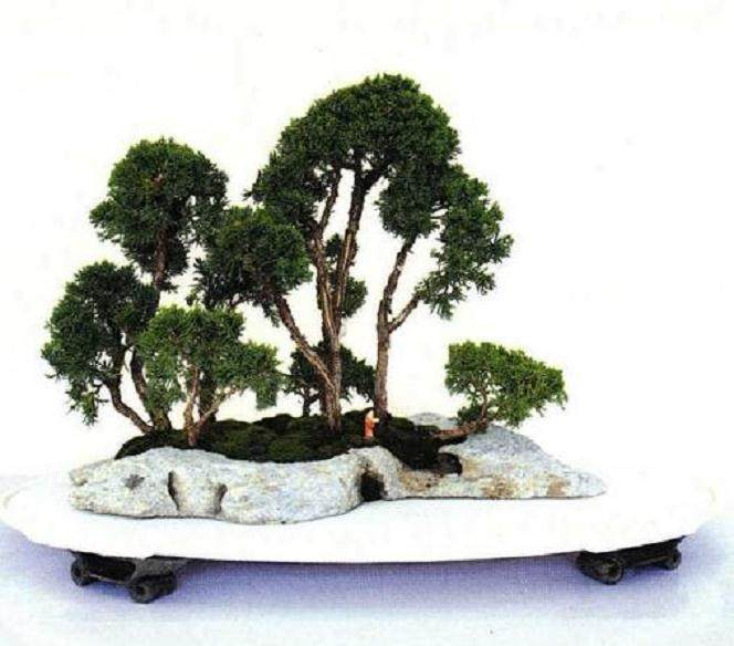 2018BCI国际盆景大师作品展在上海成功举办