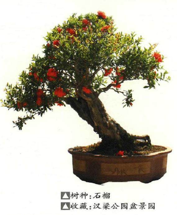 2018商丘园林盆景艺术展在汉梁文化公园举办