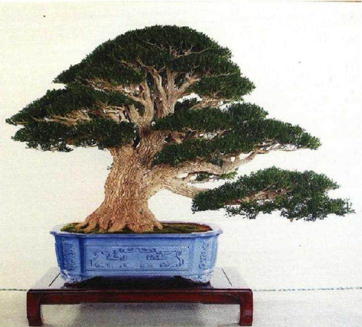 金柳盆景的梳理根盘与结顶